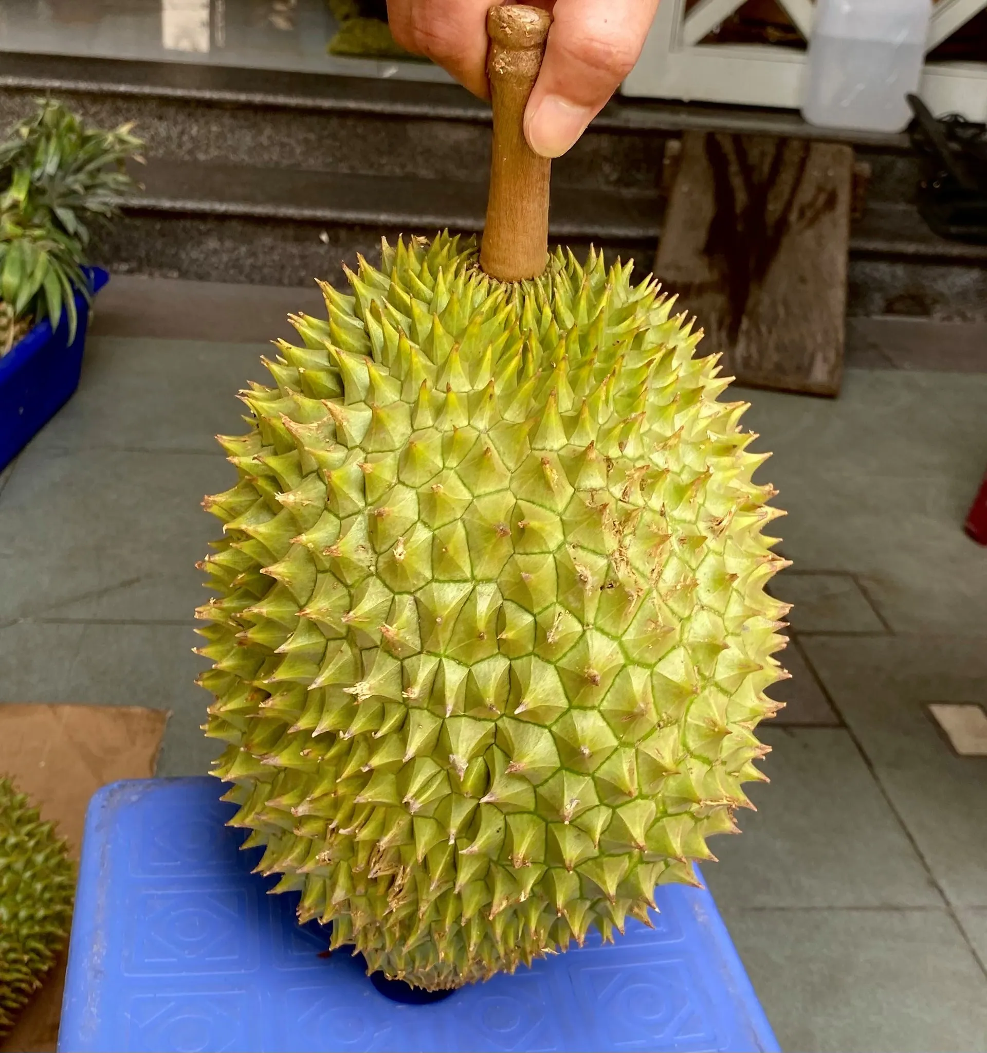 Premium Grade Made In Vietnam Fresh Durians 100% From Natural Fresh And Sweet