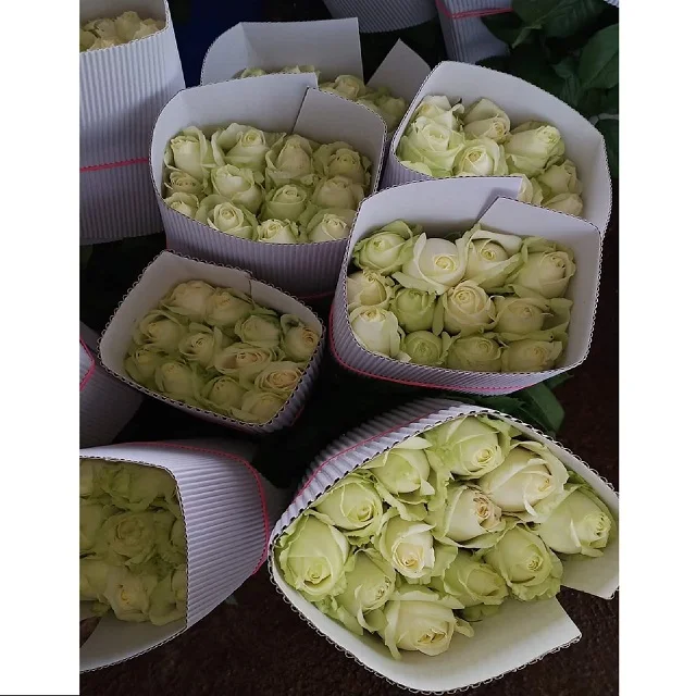 
Avalanche Roses At Wholesale Price 