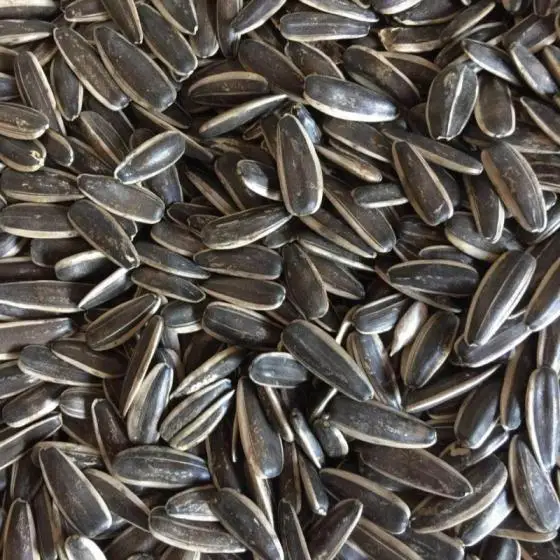 Sunflower Seeds Best Quality