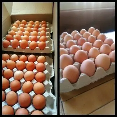 Оптовый Поставщик свежих коричневых и белых куриных яиц