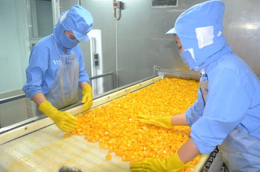 TOP SALES FRESH MANGO IQF FREEZE MANGO CHUNKS MANGO DICES