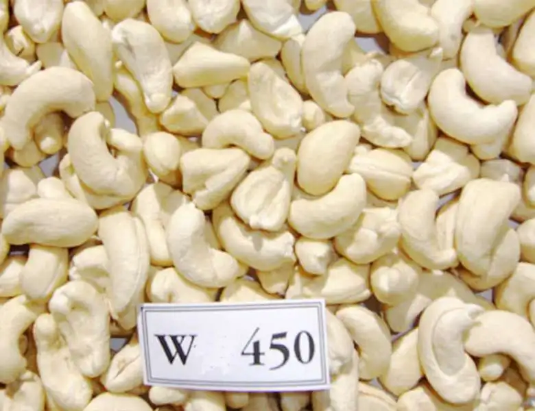 Wholesale high quality raw cashew nuts Viet Nam manufacturing for W240,W320,W450
