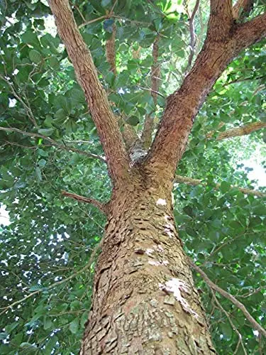 Arjuna Bark Powder from Indian Agri Farm Whatsapp + 919619091811