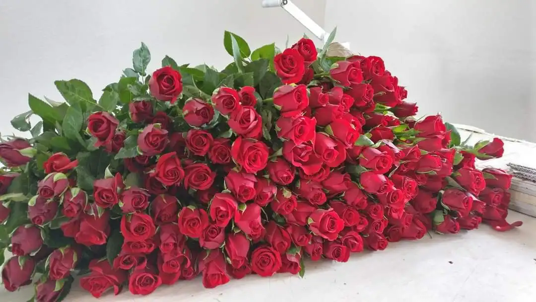 
Decorative Tajmahal Roses Red Valentine Roses For Occassional Decoration From India 