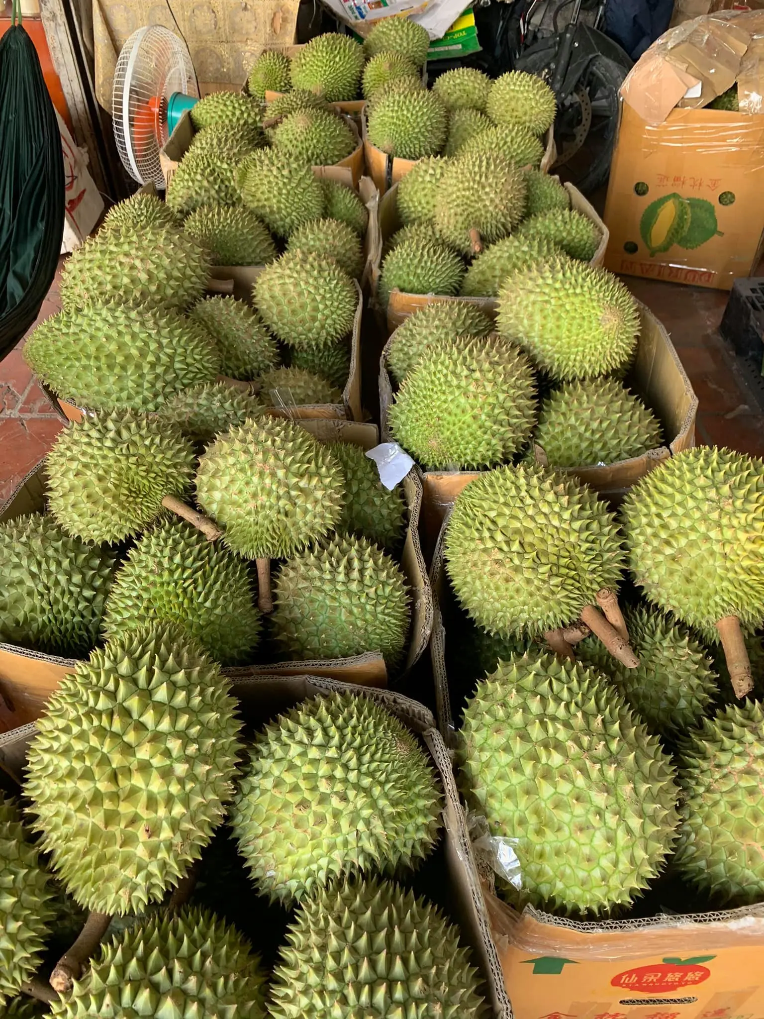 Premium Grade Made In Vietnam Fresh Durians 100% From Natural Fresh And Sweet
