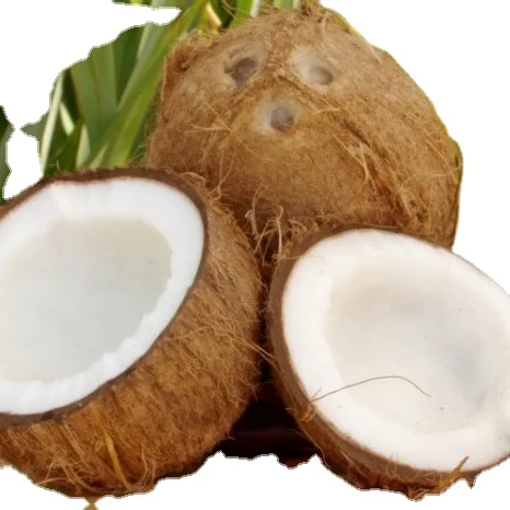 
100% Natural Wholesale Coconut /semi Husked Fresh Matured Coconut 