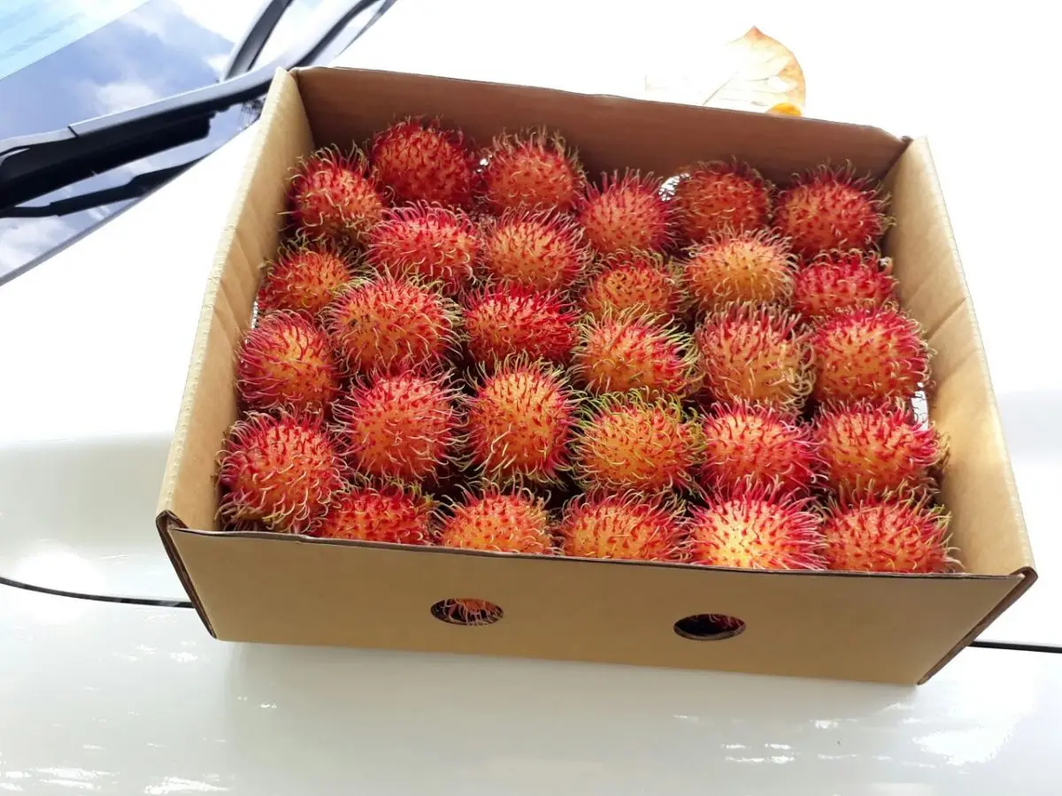 Свежие фрукты Rambutan, растущие во Вьетнаме, 100% Натуральные Сладкие тропические фрукты 0084359443043