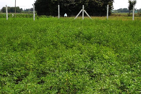 indigo farm 1.jpg