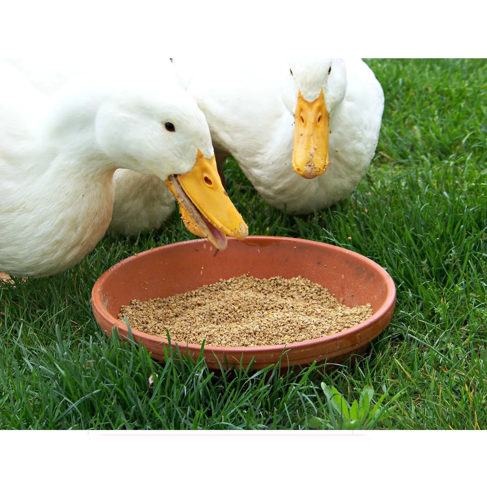 Indian Duck Feed Best Quality Organic Vannamei Feed For Sale