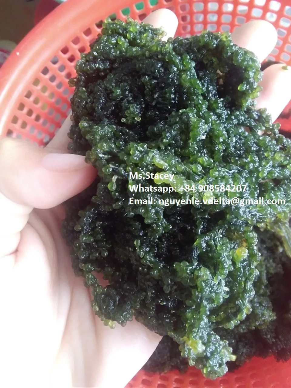 Lato Sea Grapes - Dehydrated Sea Grapes - Caulerpa lentillifera- Sea Grapes to Canada/US/UK market