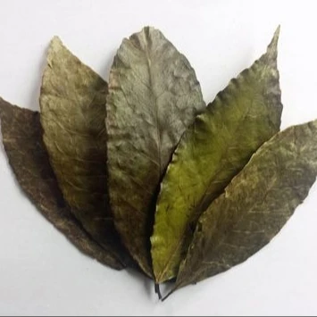 
Ilex guayusa dry leaf tea amazon rainforest dried leaves Indian traditional organic products 