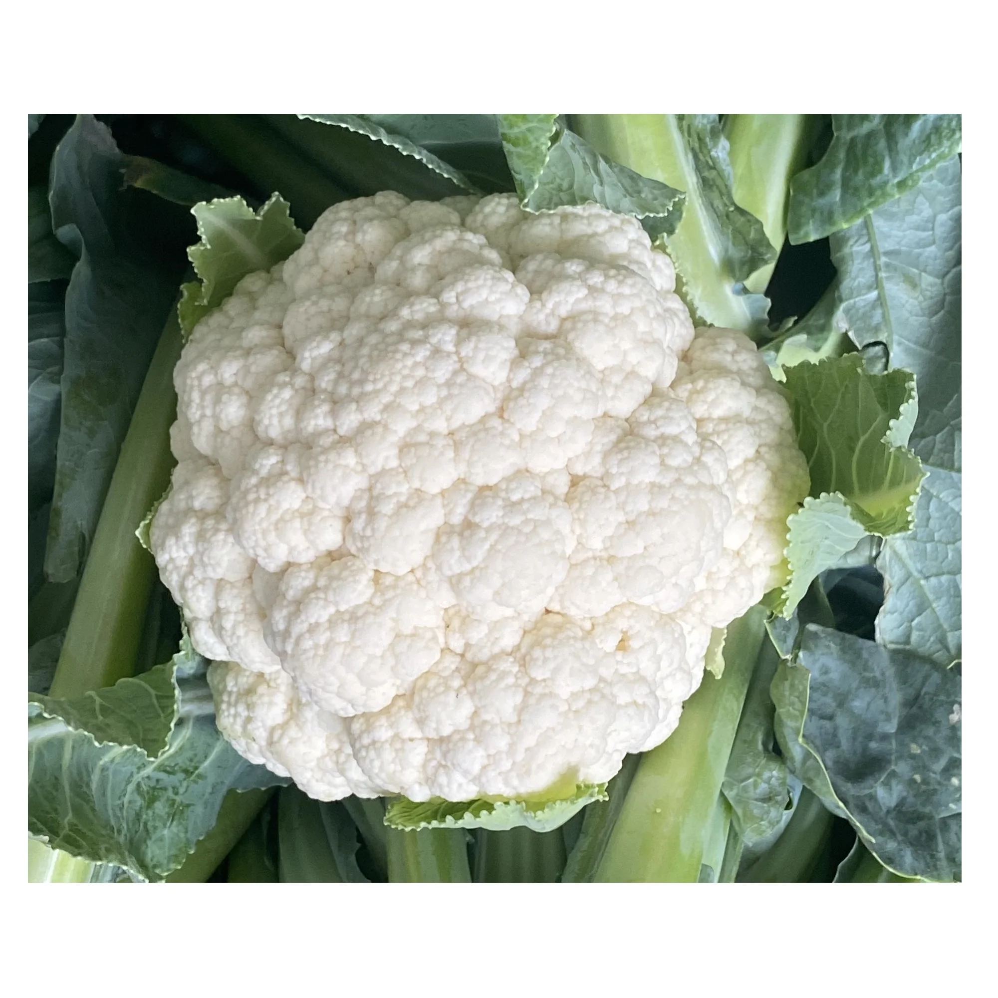 
100% Maturity 90cm Size Super Big Organic New Crop High Quality Fresh White Vietnam Cauliflower 