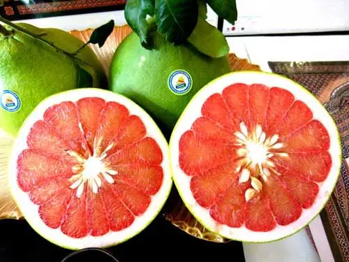 Fresh Grapefruit/ Pomelo from Vietnam - 100% High Quality Fruit