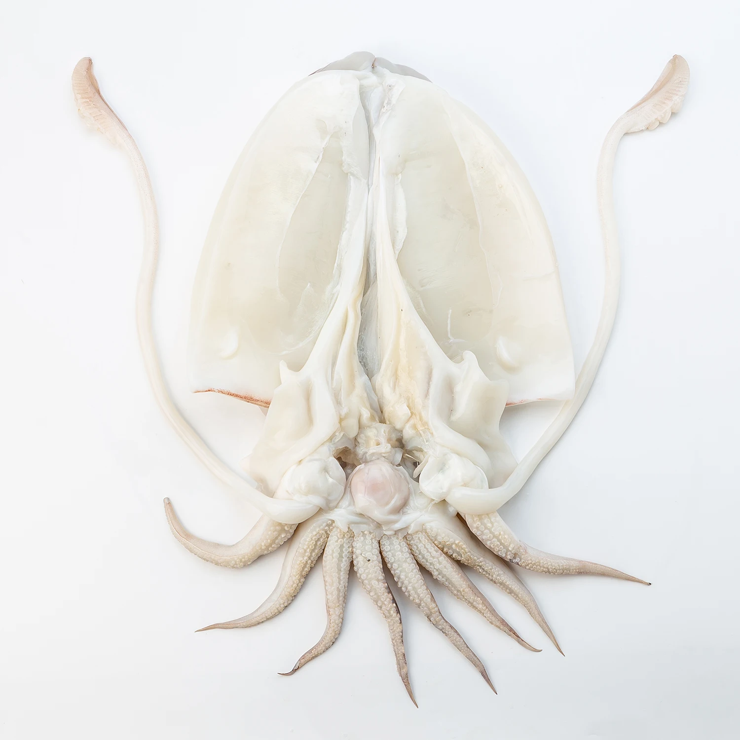 Frozen Cut CUTTLEFISH / IQF