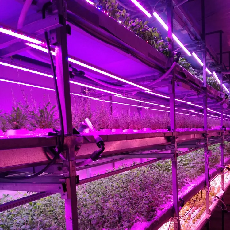 
Efficient Polycarbonate Greenhouse with Hydroponic NFT Growing System for Lettuce and Multicrops 