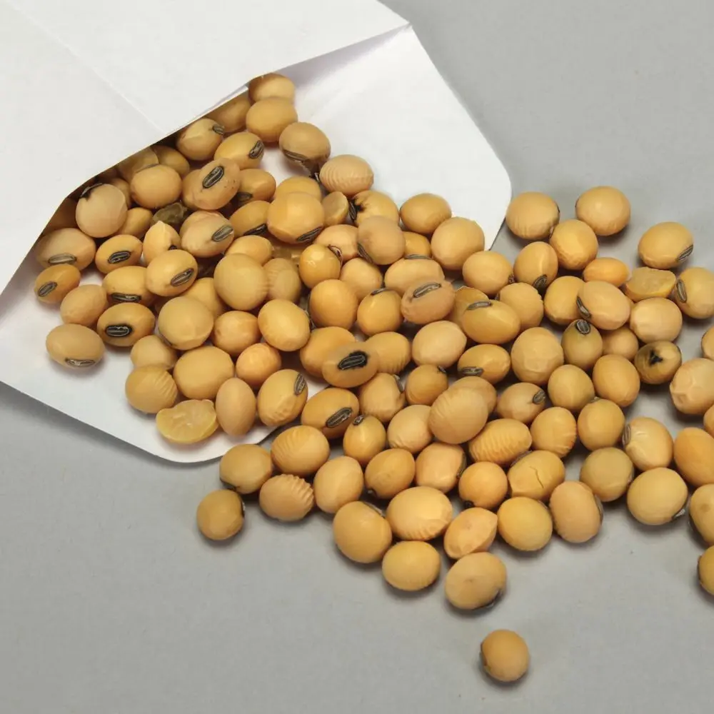 Soybean Wholesale Roasted Salty Soybean Non- Gmo Yellow Soybean