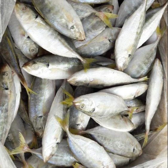Frozen Scad Fresh Fish