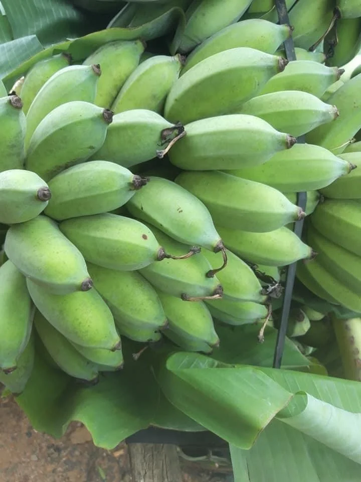 
High Quality Fresh Vietnam Bananas With Competitive Price 
