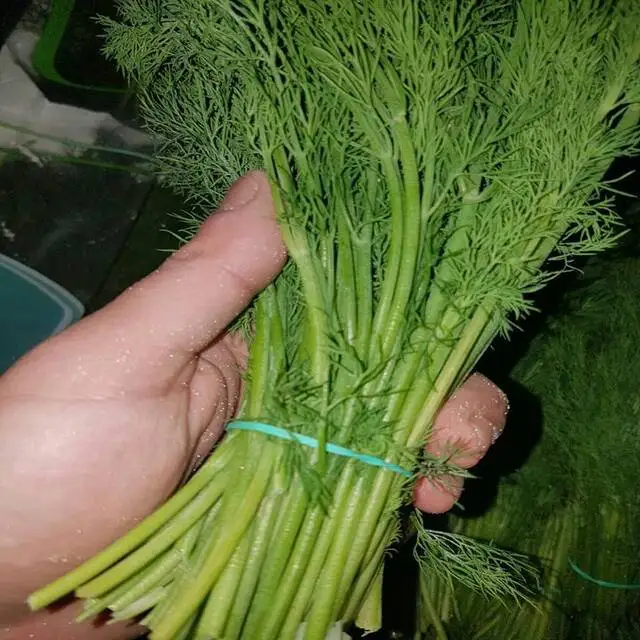 fresh DILL