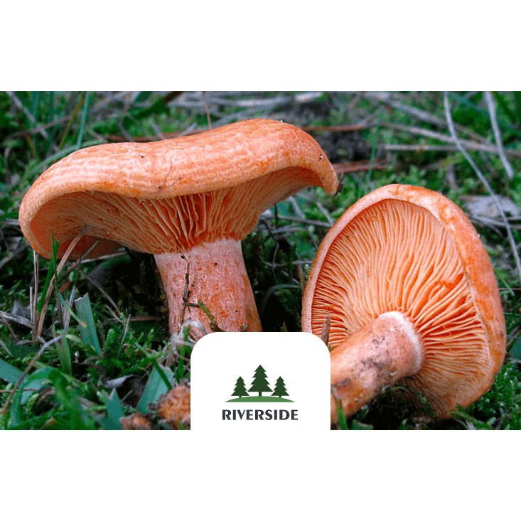 Eco-Friendly Plastic Trays Prepacking Brown Saffron Milk Caps Mushrooms Grown in Clear and Wild Forests