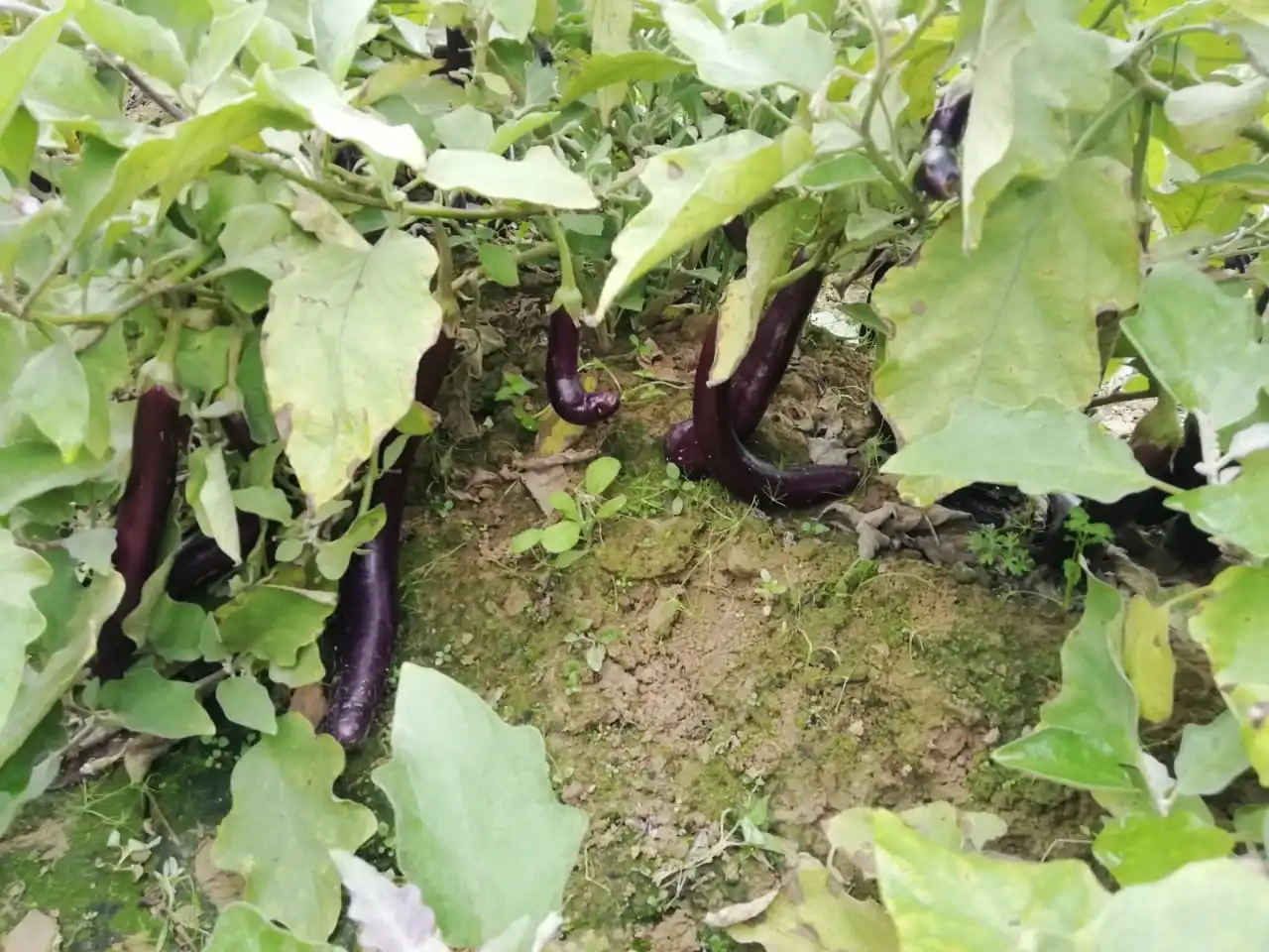  Лидер продаж семена Чили SPICEY HYBRID F1 для посева