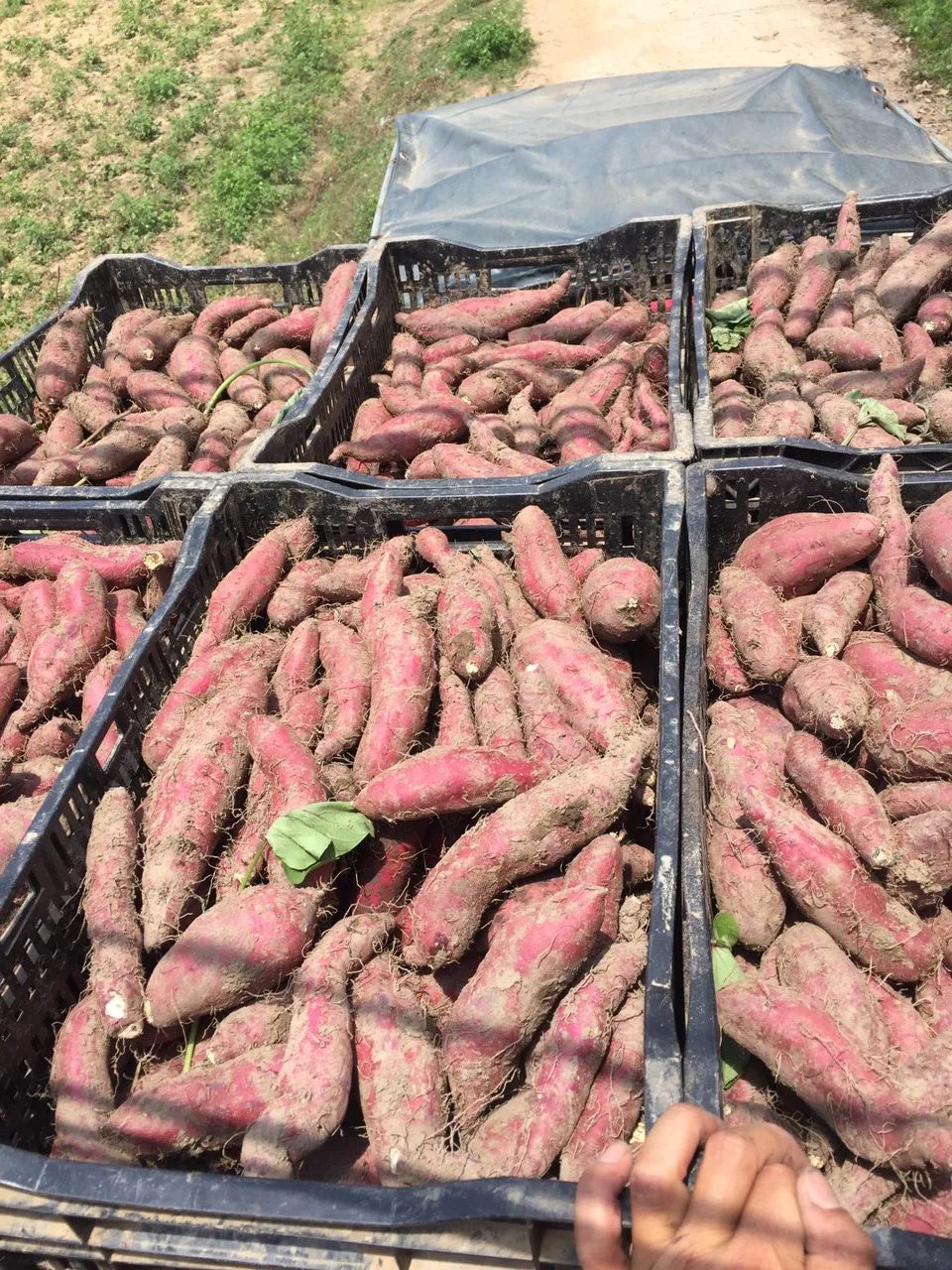 Японский сладкий картофель из Вьетнама для экспорта с высоким качеством-Лучшая цена-японский пурпурный готов к экспорту