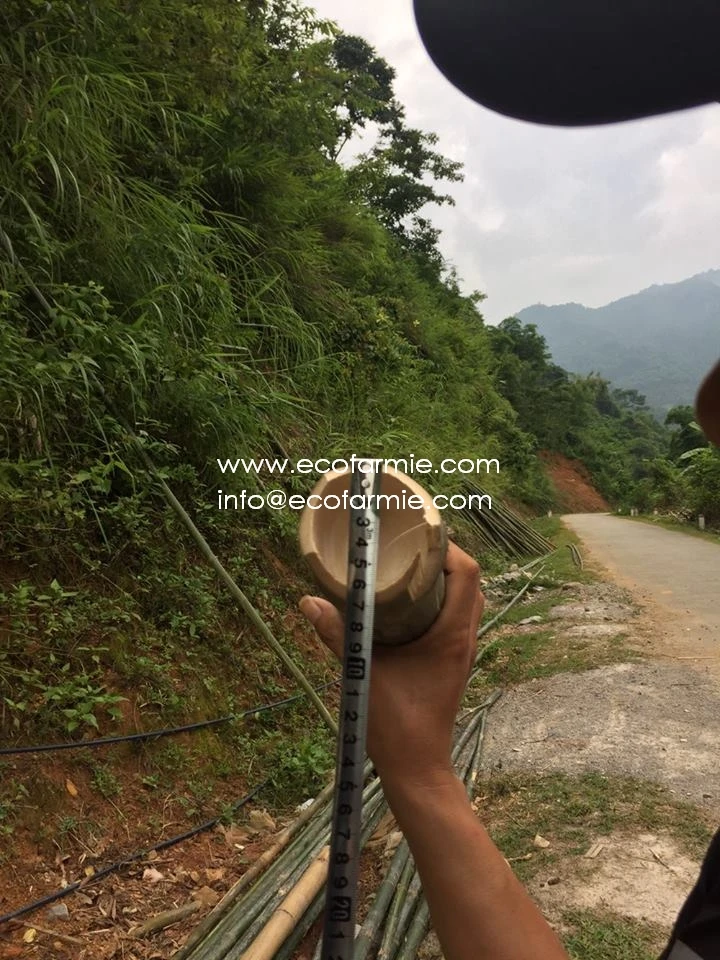 Vietnam Dried Bamboo Sticks for Fencing High Quality for Garden Home Decoration Ready To Export