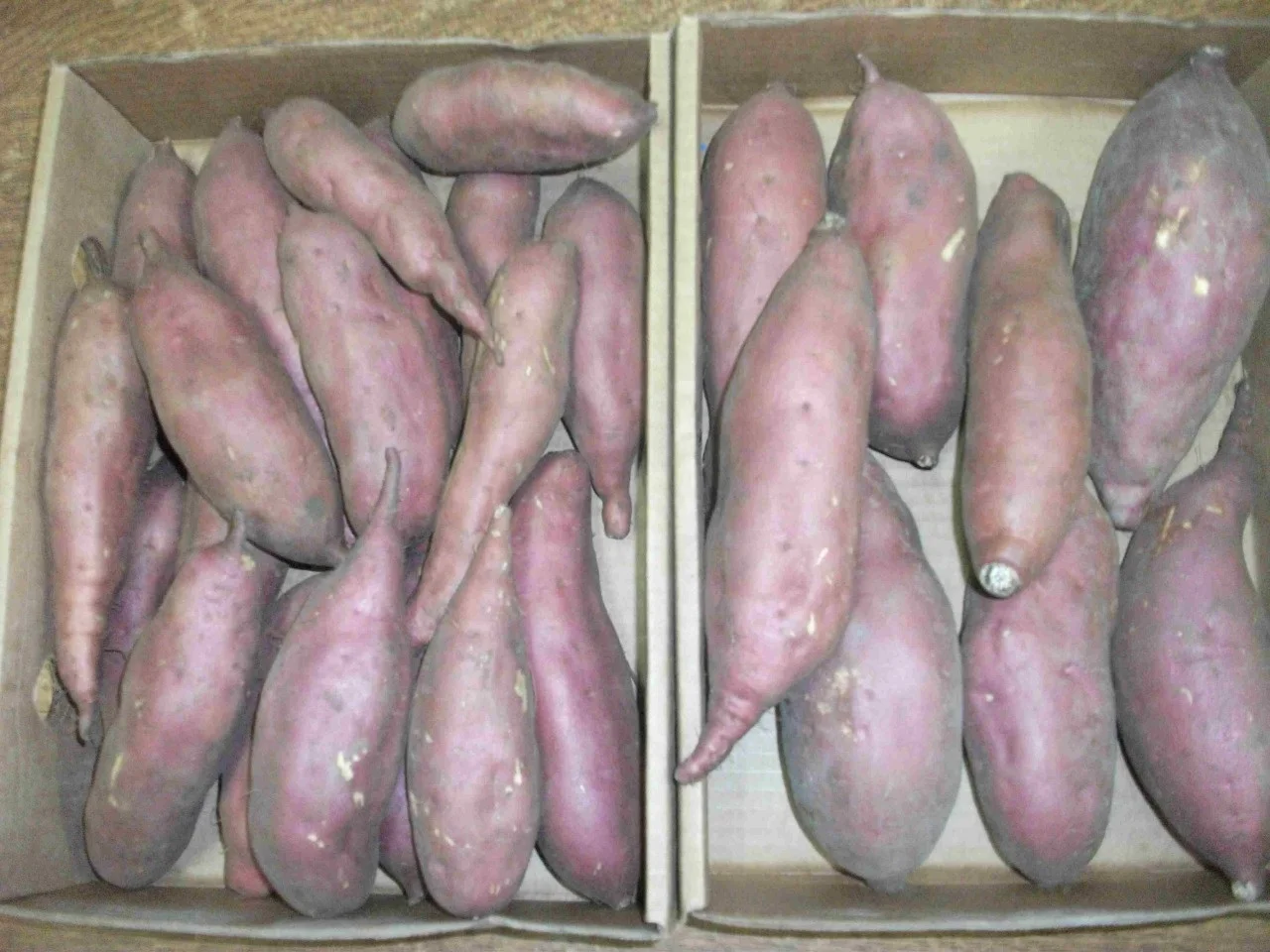 Свежий медовый Сладкий Картофель/дешевая свежий медовый сладкий картофель