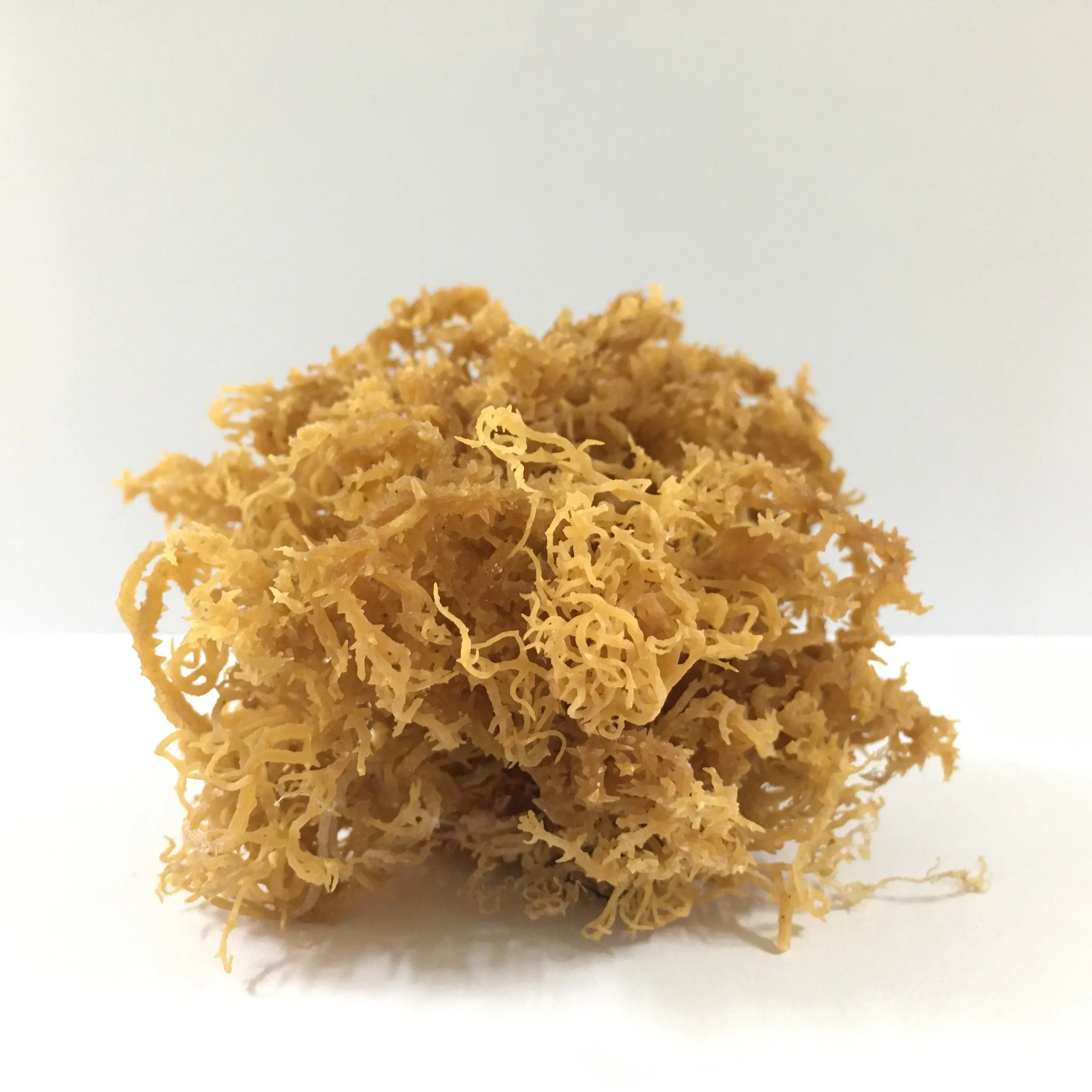 Высококачественный морской Мох/eucheuma cottonii/Соленые