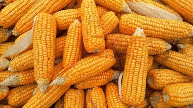 Yellow Indian Maize At Attractive Price