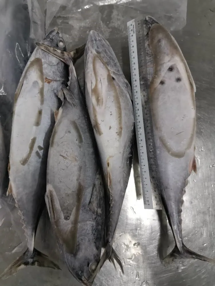 Malaysia Seafood Frozen Whole Round Bonito Tuna With BQF Freezing Process For Premium Quality