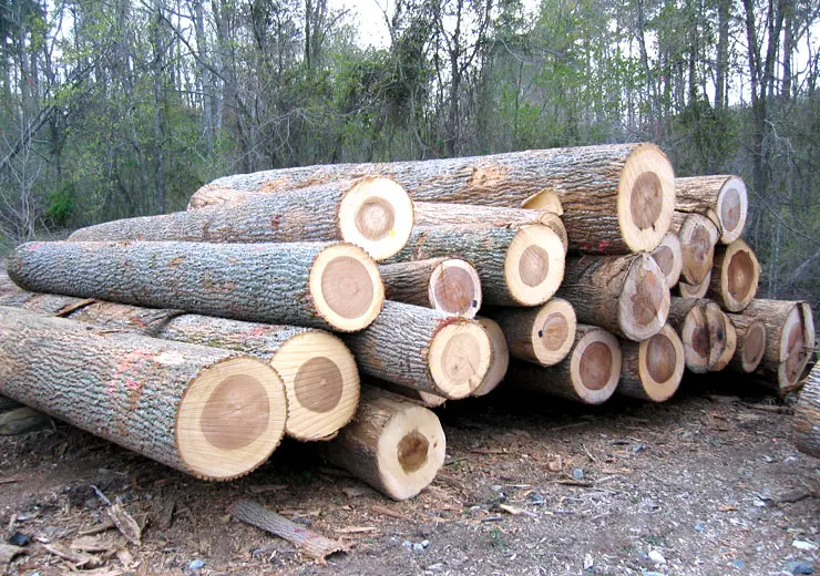 Red and White Oak Round Logs / oak veneer logs / Fresh Grade 1, 2, 3 Round Oak Logs (Fresh Cut)