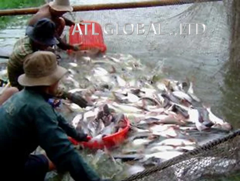 ATL GLOBAL-маринованный пангасиус (горчичный и свиной) высокого качества из Вьетнама (Whatsapp: + 84975262928 Хелен)