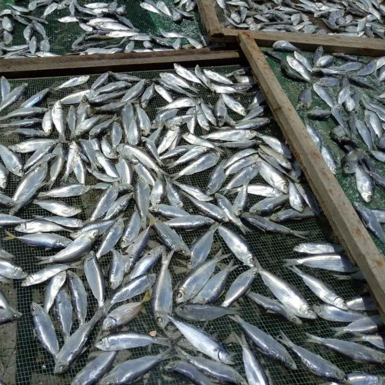 DRIED HERRING FISH DRY STOCKFISH  / Amber