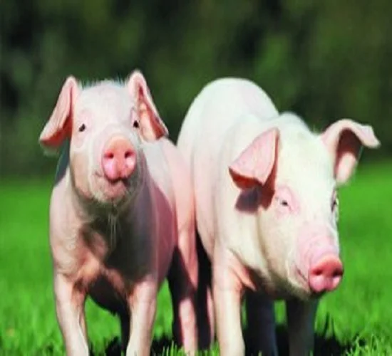 CHEAPER WHEAT BRAN HIGHER PROTEIN 35% ANIMAL FEED COW FEED  PKC PALM KERNEL EXPELLER  PALM KERNEL CAKE Morogoro tanzania  AFRICA