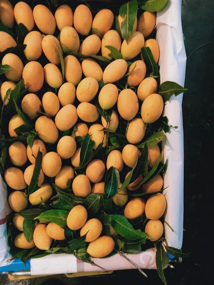 High Quality EWC Brand Thailand Fresh Sherry Mango/ Marian Plum With Small Seeds