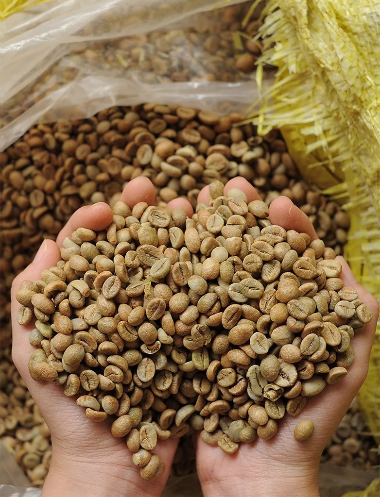 
Competitive Price Cau Dat Robusta Green Coffee Bean Honey Process Dry Process As Requirment 