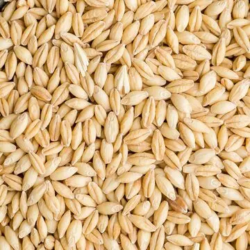 Солодовые зерна ячмени для продажи, качественный ячмень для корма, ячменный зерновой солод, ячменный солод для потребления