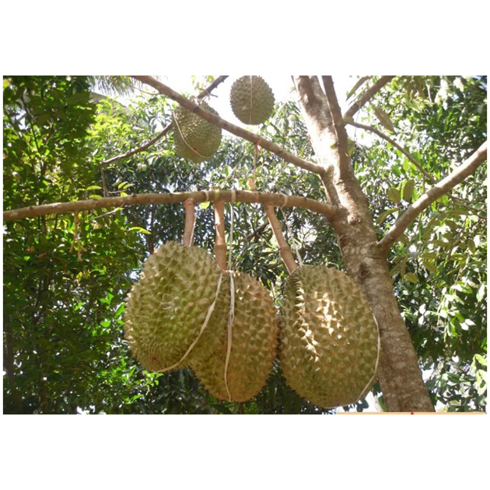 High Quality FROZEN Durian Seedless Cheap Price  Export From Vietnam