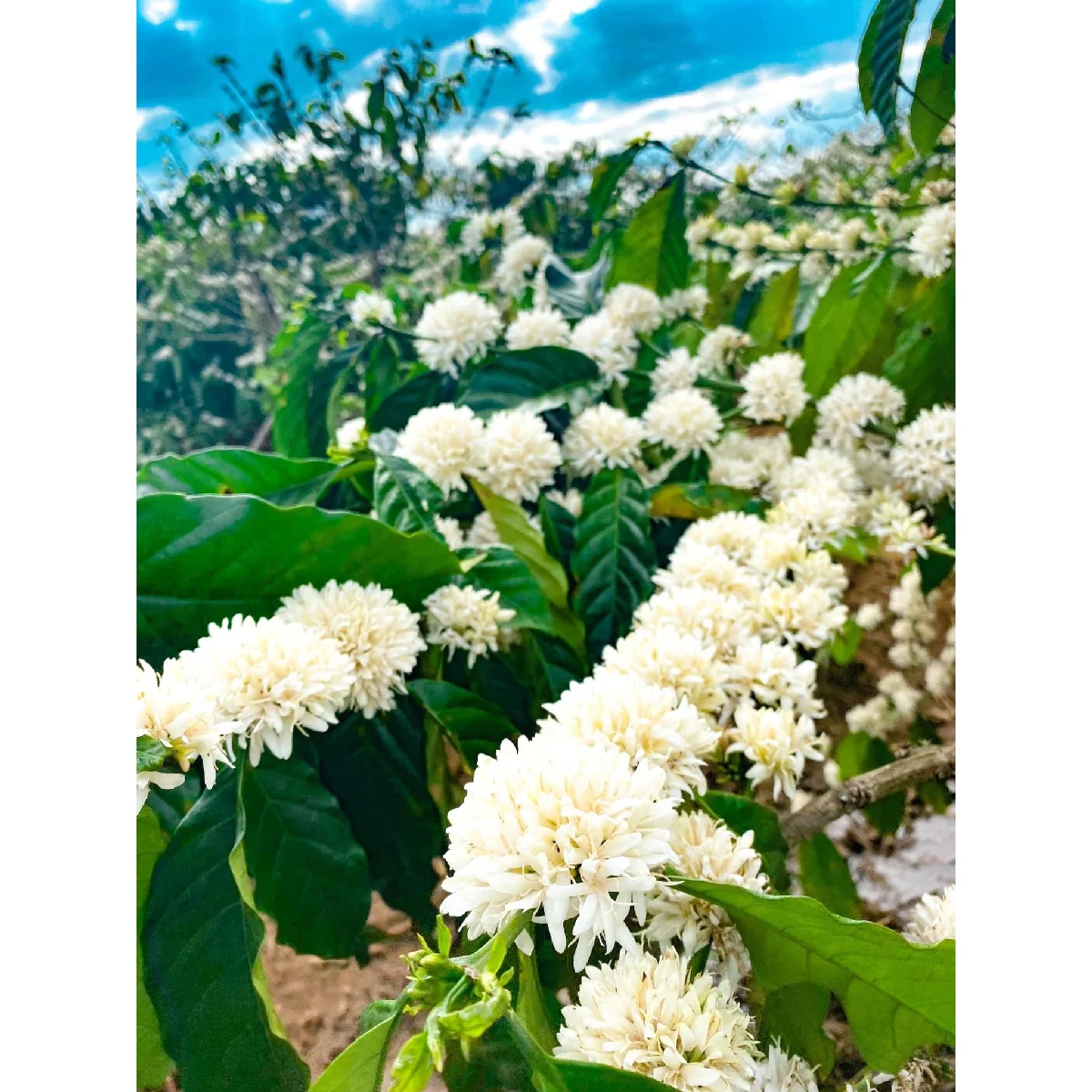 Robusta Coffee Bean Vietnam Origin 98% Maturity Pure 12.5% Max Moisture Roasted Coffee Bean