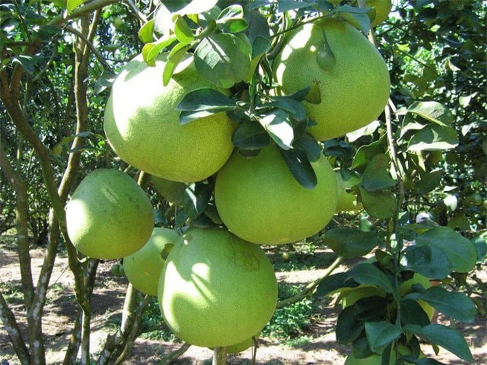 Экспорт помело зеленая корка и плод