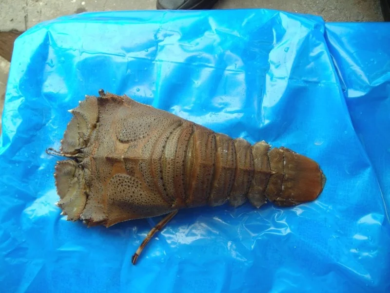 
FROZEN SAND LOBSTER 