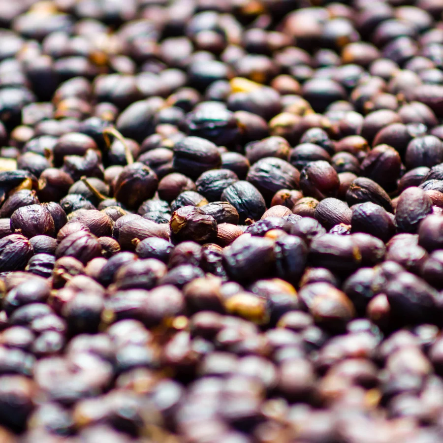 Best Price Robusta Coffee Green Beans Vietnam Coffee - Full washed SCR18 Grade 1 - Vietnam Robusta Coffee Beans