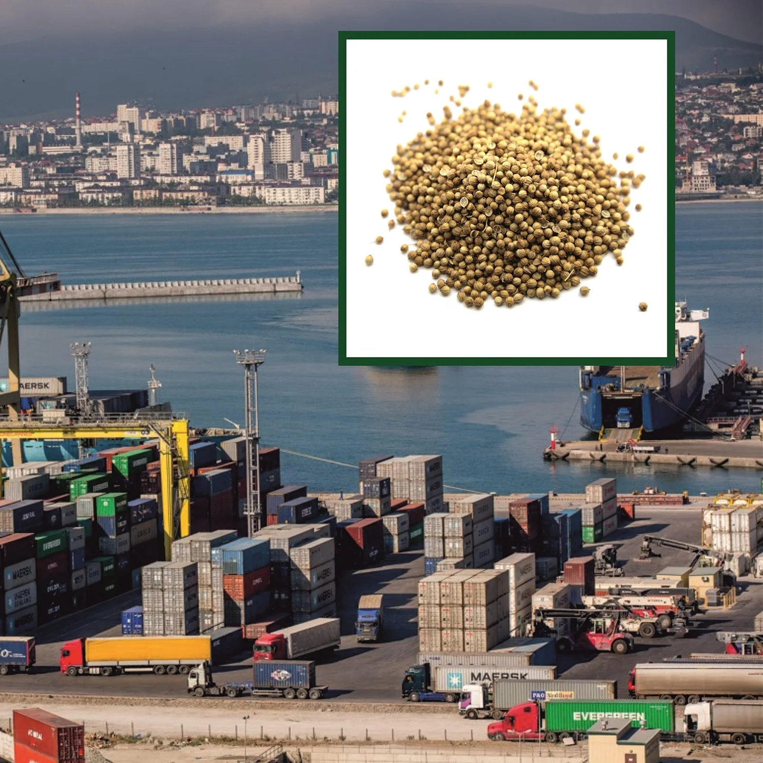 Natural whole coriander seeds in bulk, wholesale price