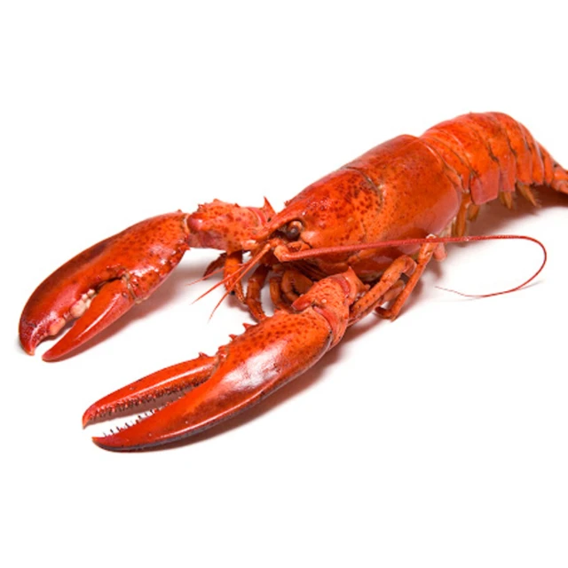 Frozen Crawfish Lobster For Sell At Discount Price