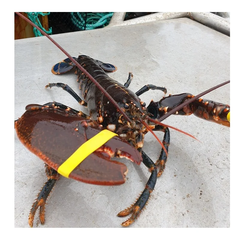 Лучший продавец морепродуктов с лобстерами по низкой цене