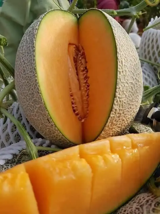 
Wholesale Fresh Cantaloupe for sale ready to export from Vietnam, melon fruit 