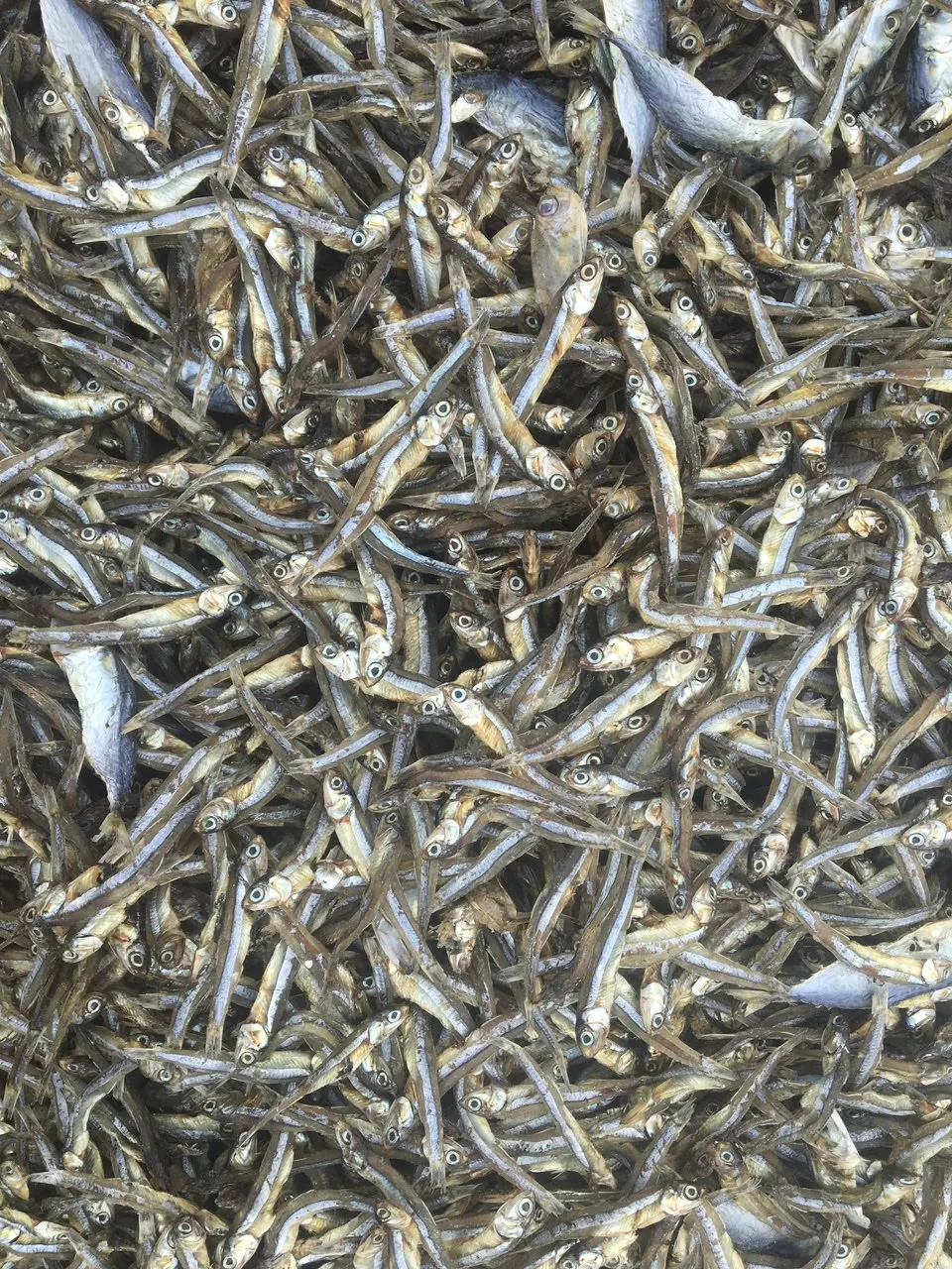 Best quality Dried anchovy by sunshine from Vietnam (Anchois) AD Process - seafood.linda(at)gmail(dot)com W/S: 0084 989 322 607