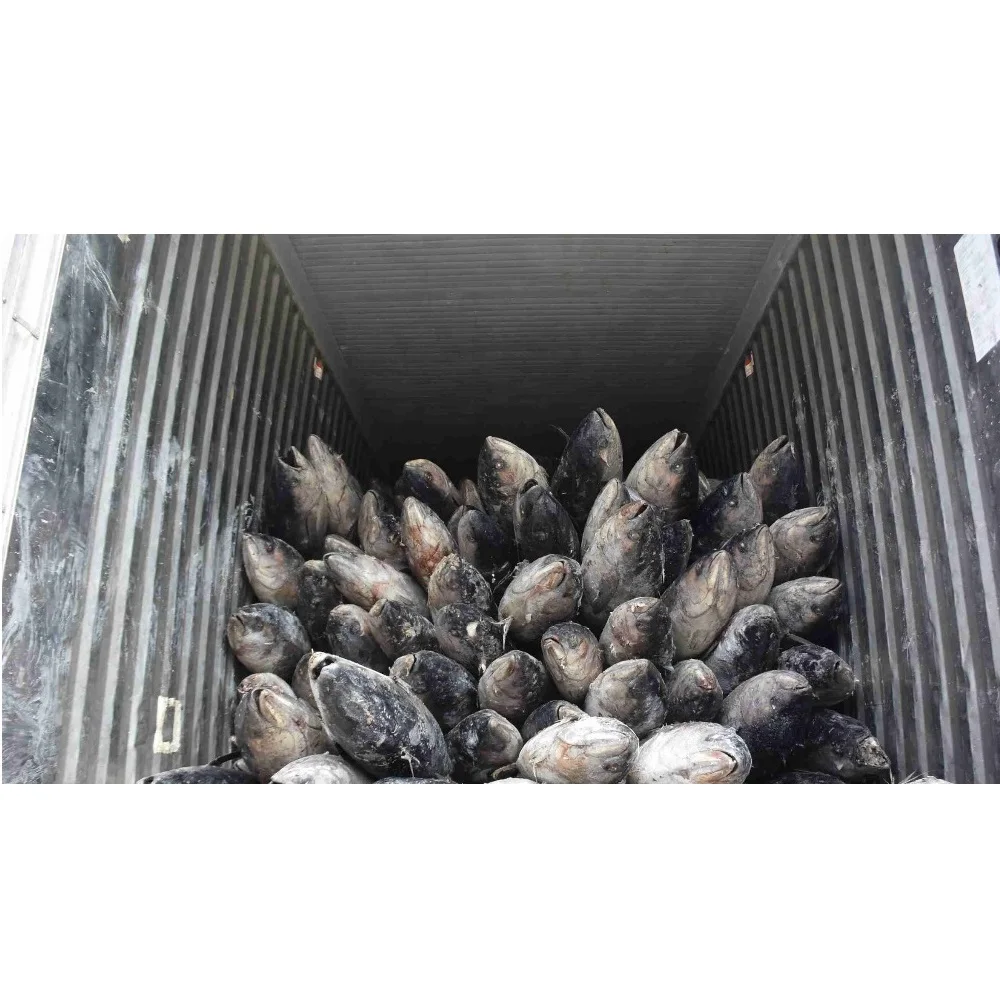 YELLOWFIN TUNA WHOLE ROUND (SEAFROZEN)