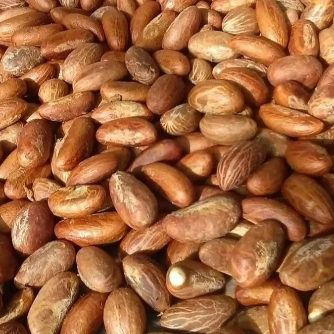 best quality specification fresh organic bitter kola and ginger prices for sale